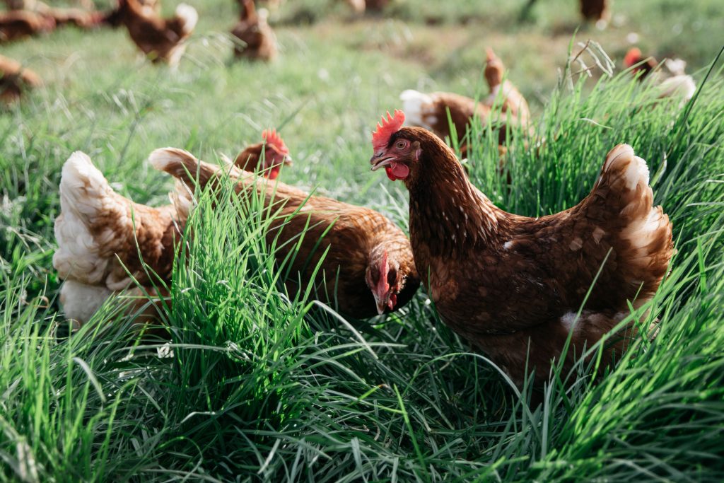 Free Range Eggs 10 Free Range Eggs 10
