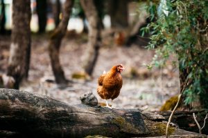 Margaret River Free Range Eggs Video 1 Margaret River Free Range Eggs Video 1
